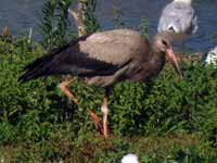 Cigogne blanche Ciconia ciconia