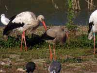 Cigogne blanche Ciconia ciconia