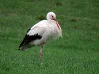 Cigogne blanche Ciconia ciconia