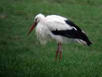 Cigogne blanche Ciconia ciconia