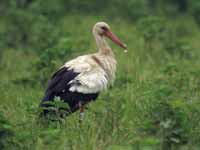 Cigogne blanche Ciconia ciconia