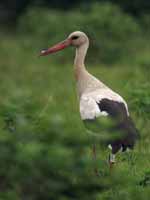 Cigogne blanche Ciconia ciconia