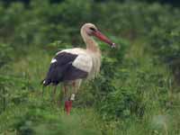 Cigogne blanche Ciconia ciconia