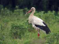 Cigogne blanche Ciconia ciconia