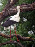 Cigogne blanche Ciconia ciconia