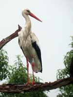 Cigogne blanche Ciconia ciconia