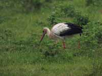 Cigogne blanche Ciconia ciconia