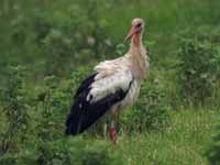 Cigogne blanche Ciconia ciconia