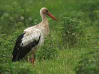 Cigogne blanche Ciconia ciconia