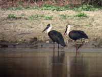 Cigogne épiscopale Ciconia episcopus