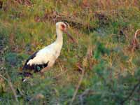 Cigogne maguari Ciconia maguari