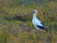 Cigogne maguari Ciconia maguari