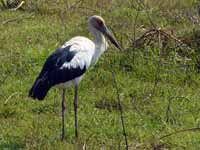 Cigogne maguari Ciconia maguari