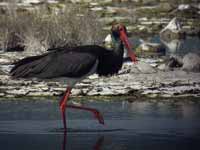 Cigogne noire Ciconia nigra