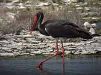 Cigogne noire Ciconia nigra