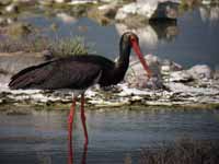 Cigogne noire Ciconia nigra