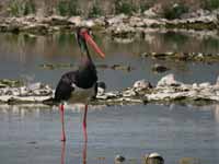 Cigogne noire Ciconia nigra