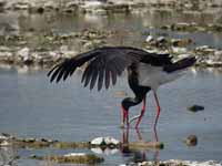 Cigogne noire Ciconia nigra