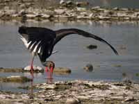 Cigogne noire Ciconia nigra