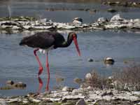 Cigogne noire Ciconia nigra