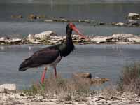 Cigogne noire Ciconia nigra