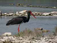 Cigogne noire Ciconia nigra