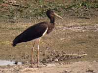 Cigogne noire Ciconia nigra