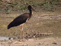 Cigogne noire Ciconia nigra