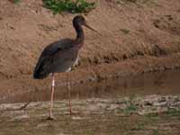 Cigogne noire Ciconia nigra