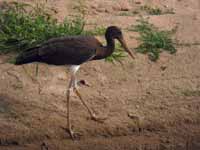 Cigogne noire Ciconia nigra