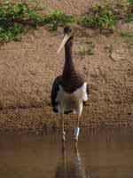 Cigogne noire Ciconia nigra