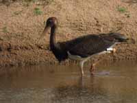 Cigogne noire Ciconia nigra