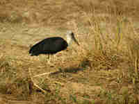 Cigogne à pattes noires Ciconia à pattes noires