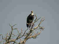 Cigogne à pattes noires Ciconia à pattes noires