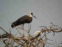 Cigogne à pattes noires Ciconia à pattes noires