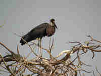 Cigogne à pattes noires Ciconia à pattes noires