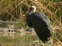 Cigogne à pattes noires Ciconia à pattes noires