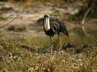 Cigogne à pattes noires Ciconia à pattes noires