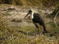 Cigogne à pattes noires Ciconia à pattes noires