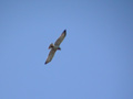 Circaète Jean-le-Blanc Circaetus gallicus