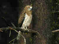 Circaète Jean-le-Blanc Circaetus gallicus