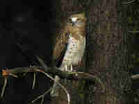 Circaète Jean-le-Blanc Circaetus gallicus