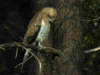 Circaète Jean-le-Blanc Circaetus gallicus