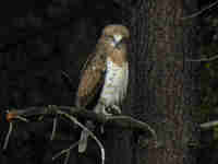 Circaète Jean-le-Blanc Circaetus gallicus