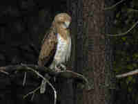 Circaète Jean-le-Blanc Circaetus gallicus