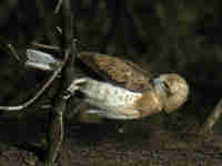 Circaète Jean-le-Blanc Circaetus gallicus