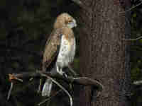 Circaète Jean-le-Blanc Circaetus gallicus