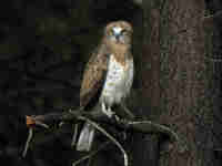 Circaète Jean-le-Blanc Circaetus gallicus