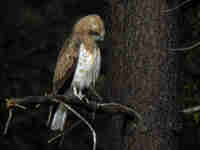 Circaète Jean-le-Blanc Circaetus gallicus