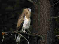 Circaète Jean-le-Blanc Circaetus gallicus